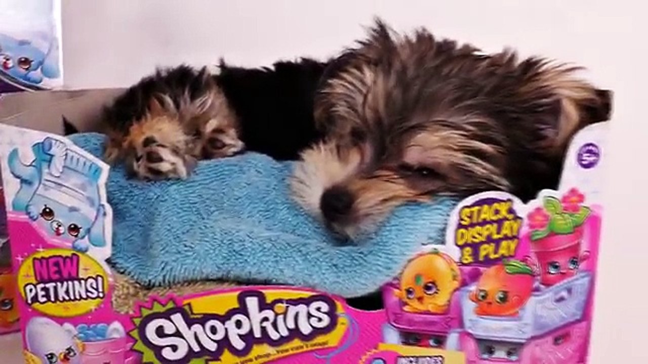 SHOPKINS Season 4 with ZUMI 2016 Surprise Shopkin Baskets - DCTC Puppy