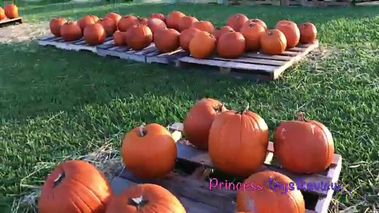 PAW PATROL HALLOWEEN PUMPKINS Princess Pumpkin Patch Shopkins Egg Surprise Princess Toysreview