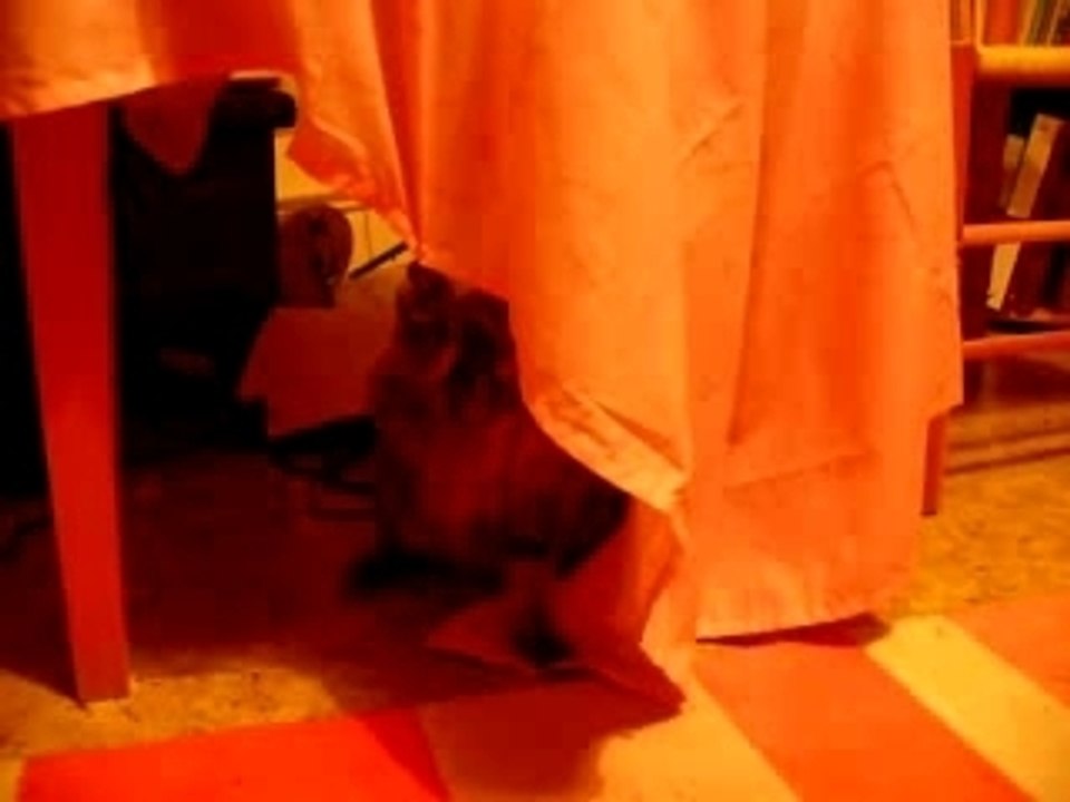 Bliou lève une patte