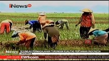 Sejumlah Permasalahan Turunkan Kualitas Pertanian Indonesia