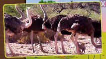 Names and sounds African animals with dinosaurs | Cartoon for kids about wild animals and