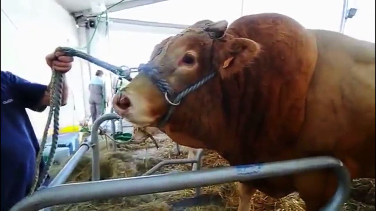 Intelligent Technology Smart Modern Farming USA Amazing Techniques Cow Breeding Super Char