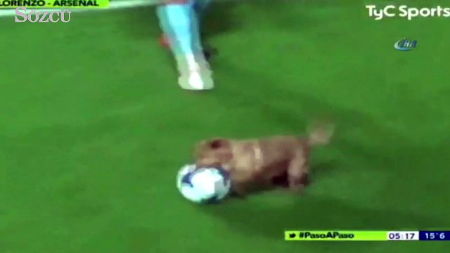 Sahaya giren köpek ortalığı birbirine kattı