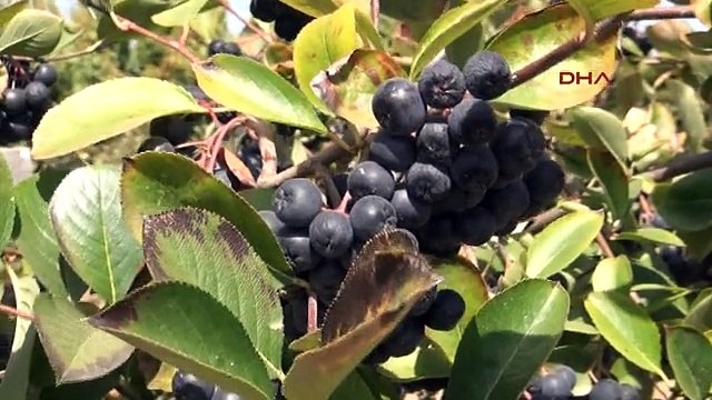 Yalova Kanserli Hücrelerin Düşmanı Aronya Meyvesi Türk Tarımına Kazandırıldı