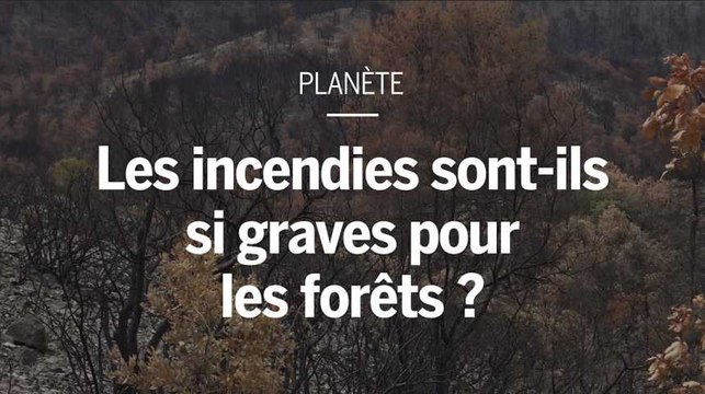 Comment les forêts s'adaptent aux incendies