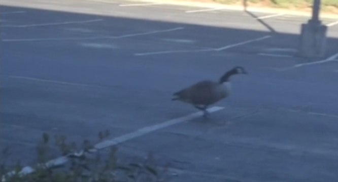 Man Taunts Goose And Gets Chased