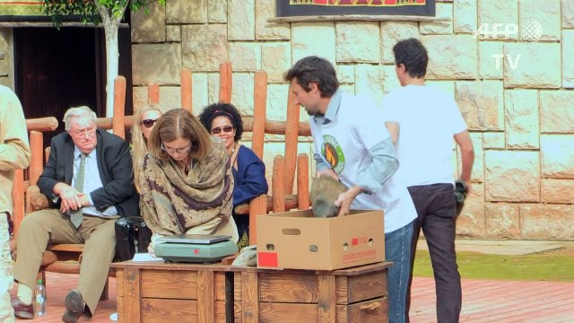 Czech zoo burns horns it sawed off rhinos after French attack