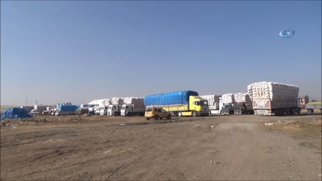 Ağrı'da Yerli Saman ile Şanlıurfa Samanı Rekabeti Yaşanıyor