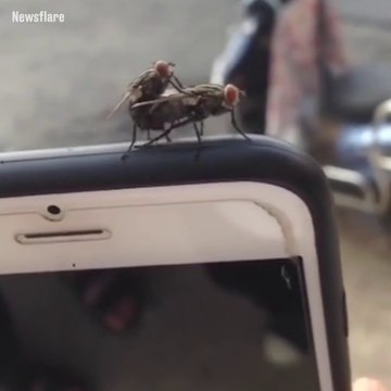 Heuuu pardon les mouches mais c'est mon portable ça...