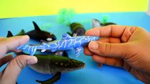 Sea Animals-Lets Learn the Names And Sounds of Whales,Seal,Walrus-Preschool Learning-Kids z Fun