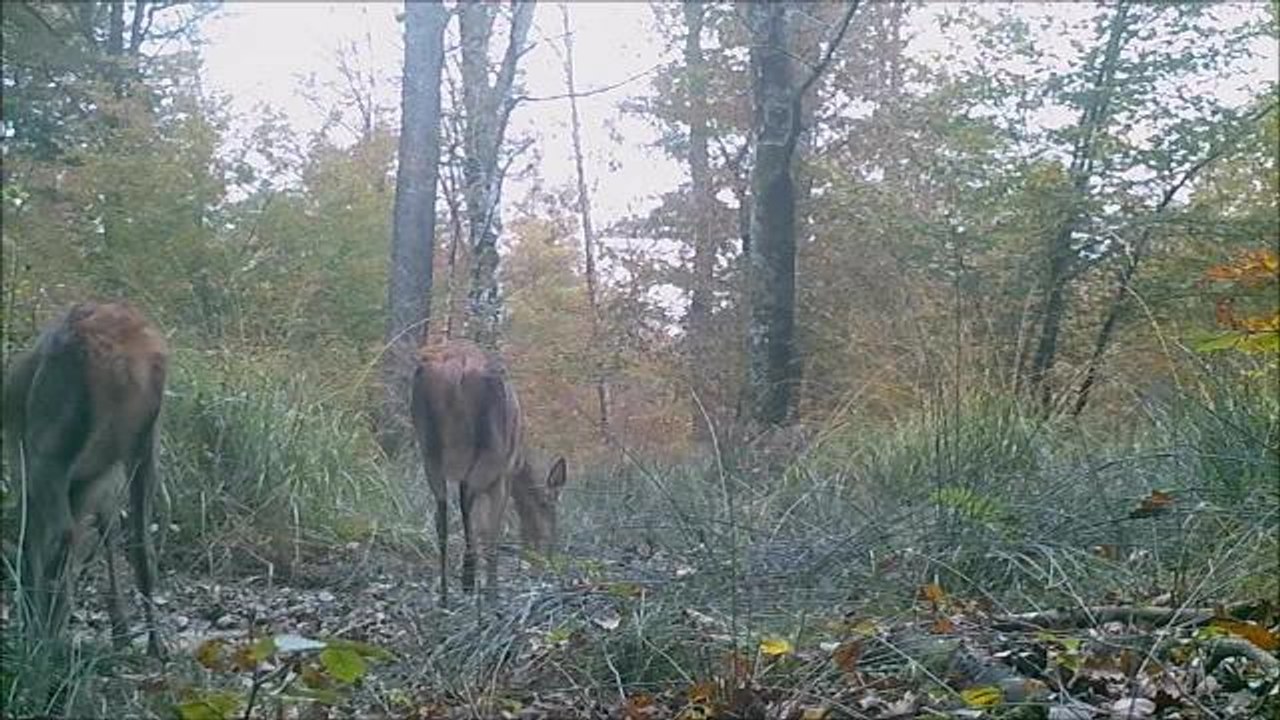 Cerfs et biches de la forêt de Chaux 2° partie