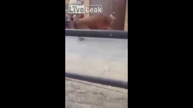 Embroché par un taureau en pleine rue en Espagne : fallait pas jouer au Torero !