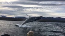Cette baleine s'envole hors de l'eau en Islande !