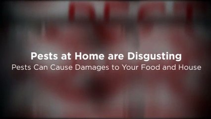 Pest Control Services Dubai