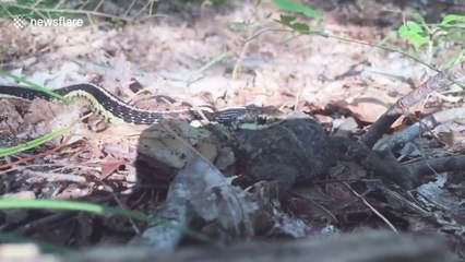 Un crapaud avalé en entier par la tête par un serpent !