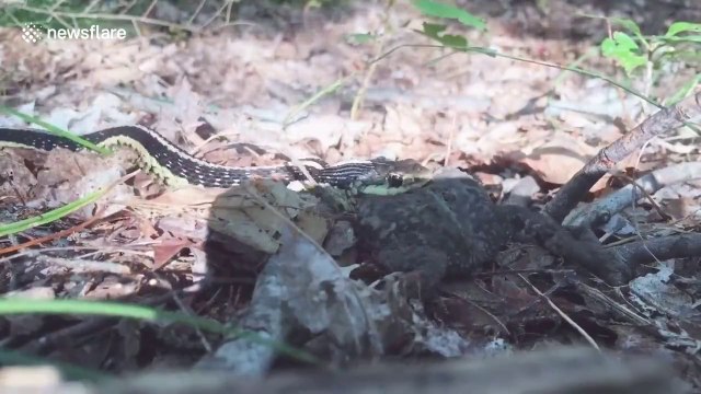 Un crapaud avalé en entier par la tête par un serpent !