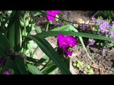 Busy Bee Caught Collecting Pollen in Slow Motion