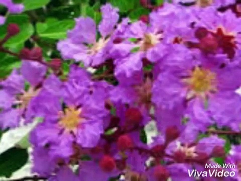 HOA TÍM NGƯỜI XƯA-Nhu Quynh-Rose Tran-Tiger Video