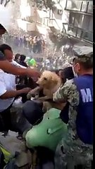Mexique : un chien sauvé des décombres après le séisme