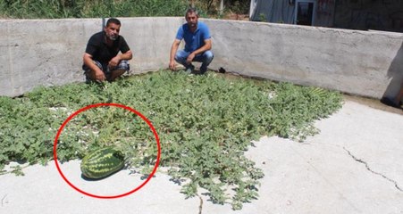 Kamelyanın Altından Filizlenen Karpuzu Gören Vatandaş Şaşkına Döndü