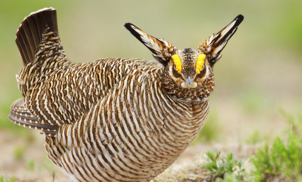 Lạ kỳ với loài chim có sừng đang trên đà tuyệt chủng