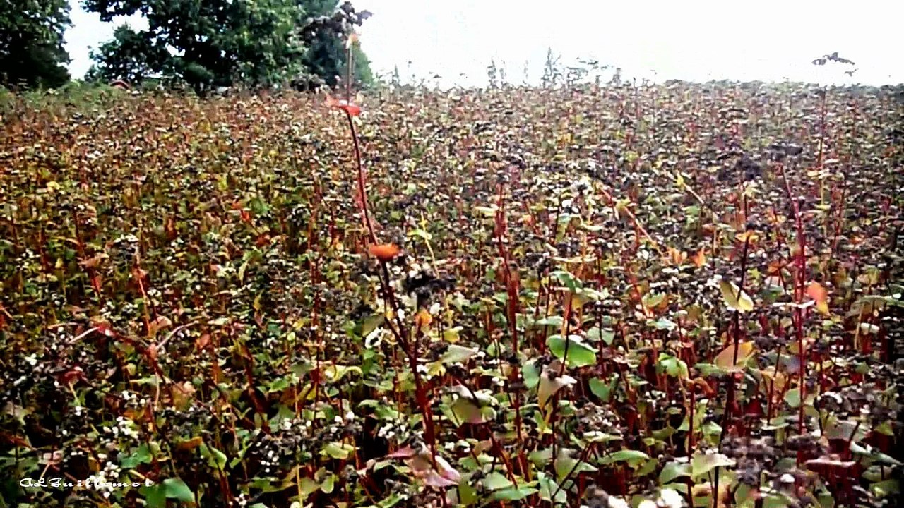 Blé noir ou le sarrasin appartenant à la famille  polygonacée  comme l'oseille  . Cette plante n'est pas une céréale