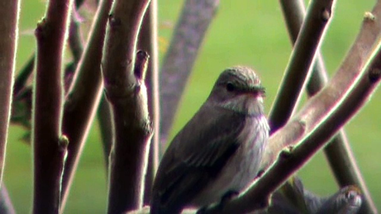 Le petit discours d'un Gobe-Mouches Gris chanteur