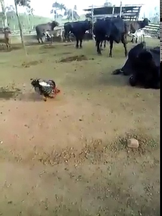 bị gì zay ta.