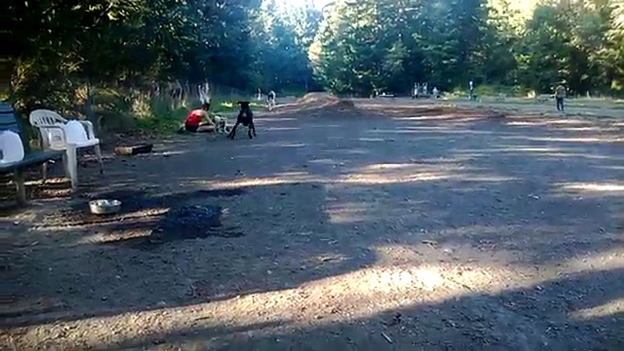 Doberman, Rottweiler, German Shepherd, Pit Bull, Great Dane at Dog Park