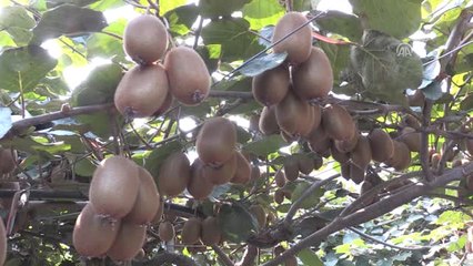 Kivi Üreticileri 2,5 Lira Fiyat Bekliyor