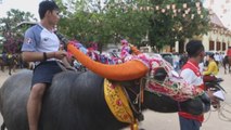 Miles de personas animan la tradicional carrera de búfalos de Bamboal Krobei