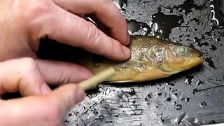 Bony Fish (Perch) Anatomy