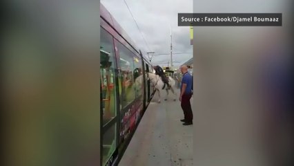 Un homme perd un pari et tente de prendre le tram à cheval