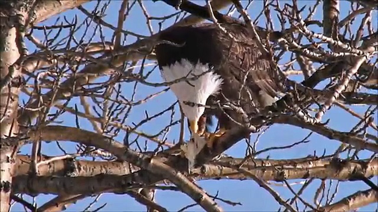 Animaux chauve enfants aigle pour enfants Jardin denfants apprentissage préscolaire vidéos |