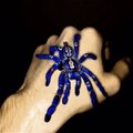 Cette araignée bleue est magnifique et terrifiante à la fois!
