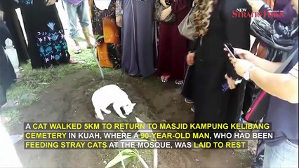 Un chat hyper fidèle refuse de quitter la tombe de l'homme qui le nourrissait