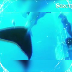 Okyanusların egemenleri, büyük beyaz köpekbalıkları!