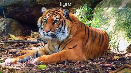 Sons danimaux pour enfants