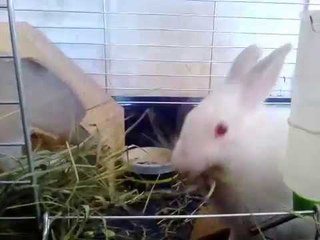 Hungry Rabbit Devours Tasty Snack