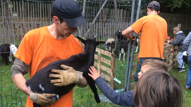 Vente d'animaux domestiques