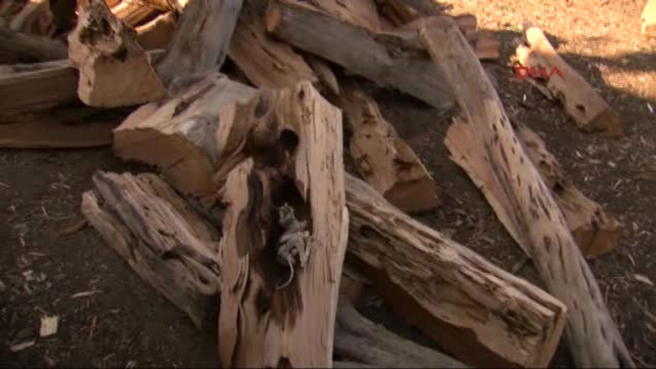 Sivas Asırlık Ardıç Ağacından Hayvan Fosili Çıktı