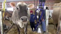 Intelligent Technology Smart Farming Automatic Cow Milking Machine, Sheep Shearing, Crazy
