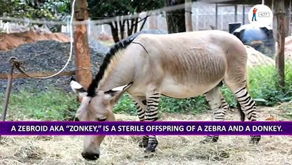 Top 10 Awesome Real Animal Hybrids - Alltimetop