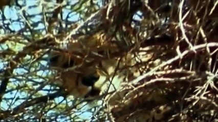 Lions Documentary: Lion Vs Cheetah Bloody & Crazy War (National Geographic Documentary)