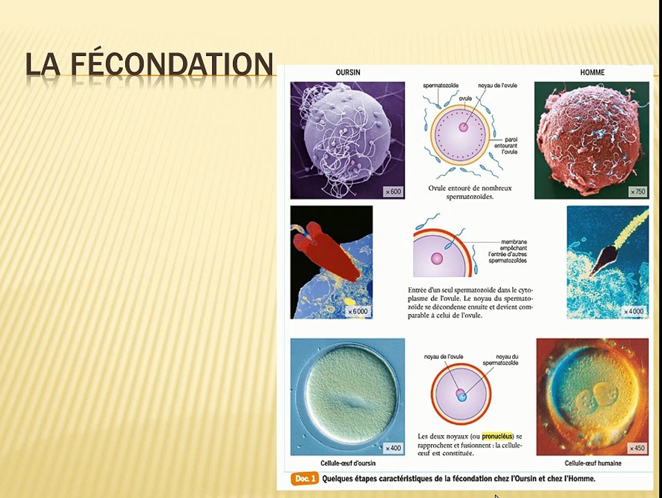 fecondation