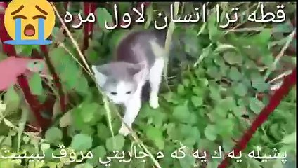 پشيله يه ك يه كه مجاريه تي مرؤڤ ببينيت،كاردانه نه وه ي ببينن