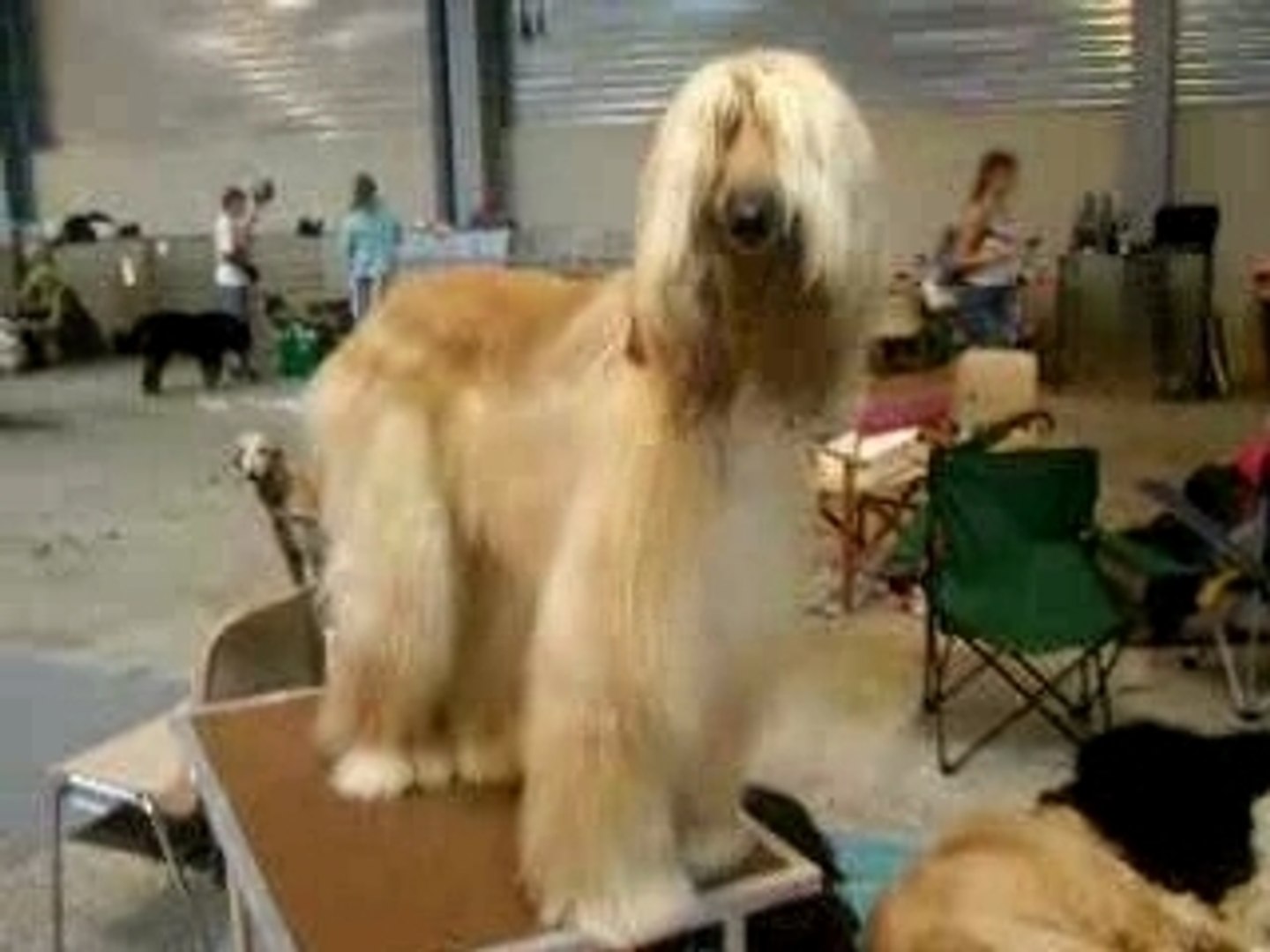 Levrier Afghan Video Dailymotion