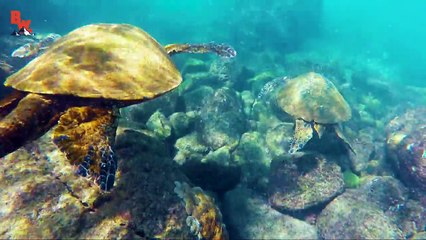 Diving with Sea Turtles!