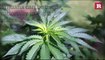 5 Facts About Marijuana | Rare News