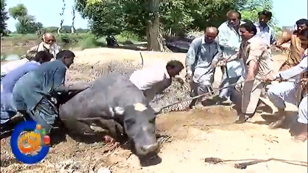 بھینس کو  پانی پینا مہنگا پڑ گیا اور  دلدل میں پھنس گئی  ۔ - لوگوں نے کیسے نکالا - دیکھے ویڈیو میں